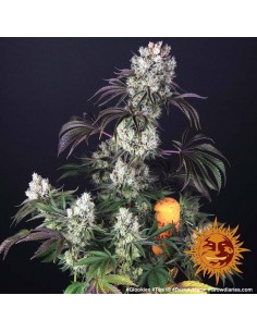 Glookies - Barney's Farm femminizzati Barney's Farm €32,00