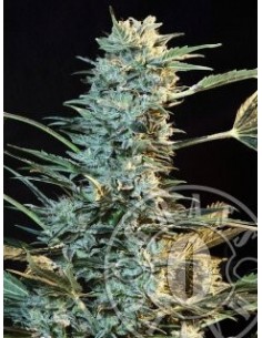 Auto AK 47 - Grass-O-Matic femminizzati Grass-O-Matic €28,50