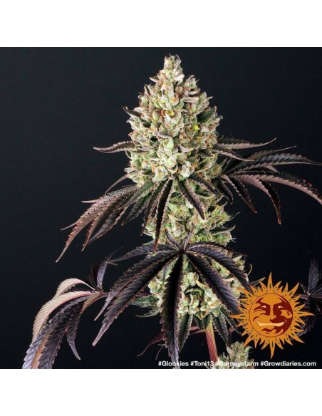 Glookies - Barney's Farm femminizzati Barney's Farm €32,00