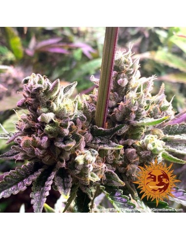 Glookies - Barney's Farm femminizzati Barney's Farm €32,00