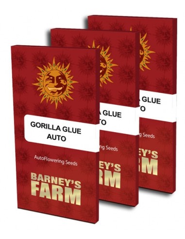 Gorilla Glue Auto - Barney's Farm femminizzati Barney's Farm €32,00