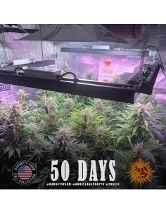 Gorilla Glue Auto - Barney's Farm femminizzati Barney's Farm €32,00 2