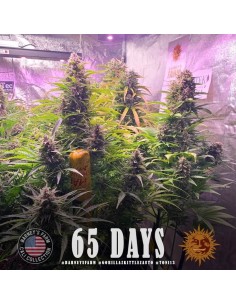 Gorilla Zkittlez Auto - Barney's Farm femminizzati Barney's Farm €35,00 2