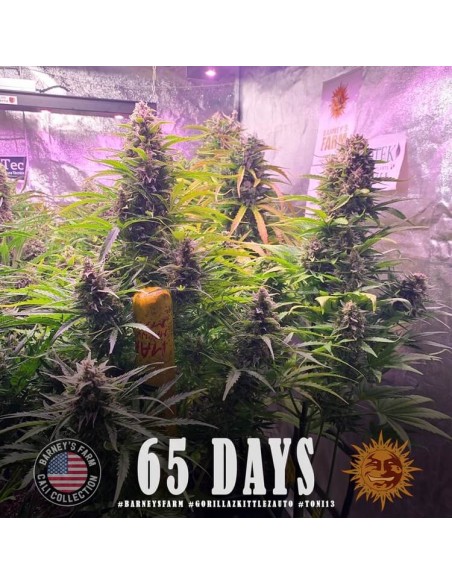 Gorilla Zkittlez Auto - Barney's Farm femminizzati Barney's Farm €35,00