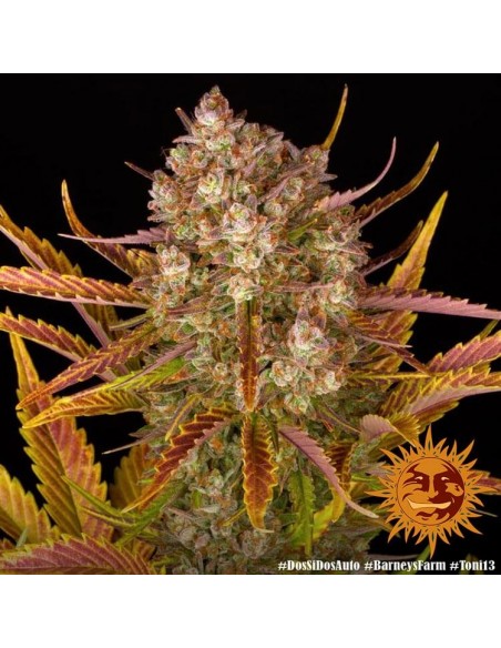 Dos Si Dos Auto - Barney's Farm femminizzati Barney's Farm €35,00