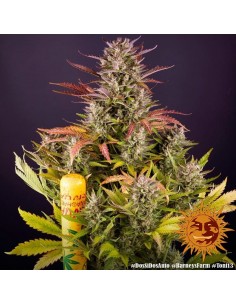 Dos Si Dos Auto - Barney's Farm femminizzati Barney's Farm €35,00 2