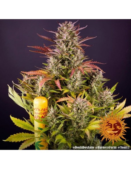 Dos Si Dos Auto - Barney's Farm femminizzati Barney's Farm €35,00