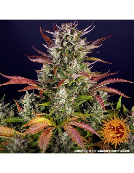 Dos Si Dos Auto - Barney's Farm femminizzati Barney's Farm €35,00