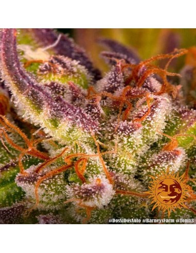 Dos Si Dos Auto - Barney's Farm femminizzati Barney's Farm €35,00