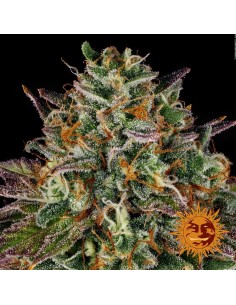 Wedding Cake - Barney's Farm femminizzati Barney's Farm €35,01 2