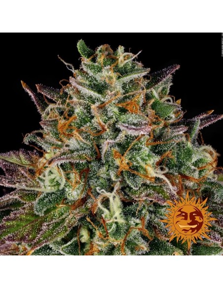 Wedding Cake - Barney's Farm femminizzati Barney's Farm €35,01