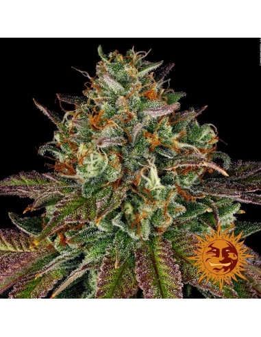 Wedding Cake - Barney's Farm femminizzati Barney's Farm €35,01