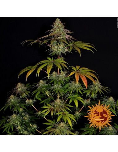 Wedding Cake - Barney's Farm femminizzati Barney's Farm €35,01