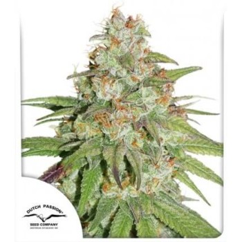 Glueberry O.G. - Dutch Passion femminizzati Dutch Passion €34,95