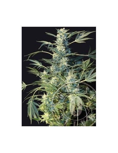 Auto AK 47 - Grass-O-Matic femminizzati Grass-O-Matic €28,50