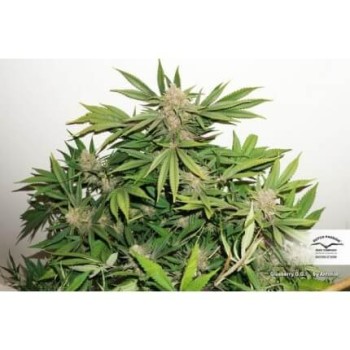 Glueberry O.G. - Dutch Passion femminizzati Dutch Passion €34,95 2