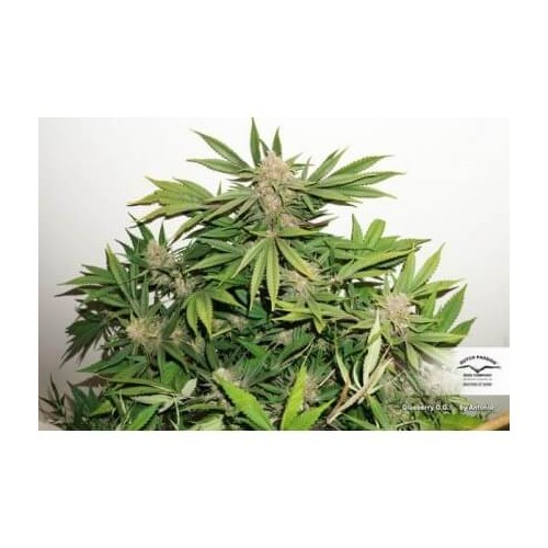 Glueberry O.G. - Dutch Passion femminizzati Dutch Passion €34,95