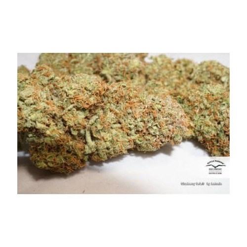 Glueberry O.G. - Dutch Passion femminizzati Dutch Passion €34,95