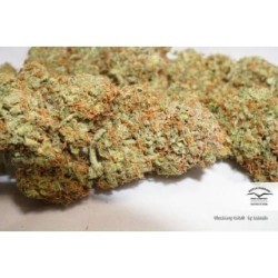 Glueberry O.G. - Dutch Passion femminizzati Dutch Passion €34,95