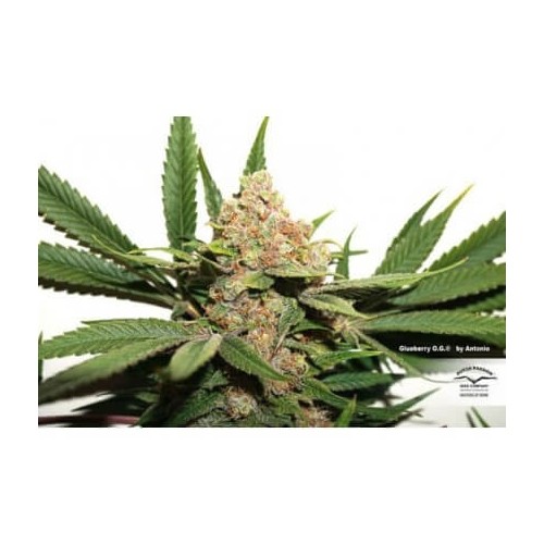 Glueberry O.G. - Dutch Passion femminizzati Dutch Passion €34,95