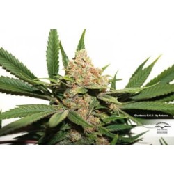 Glueberry O.G. - Dutch Passion femminizzati Dutch Passion €34,95