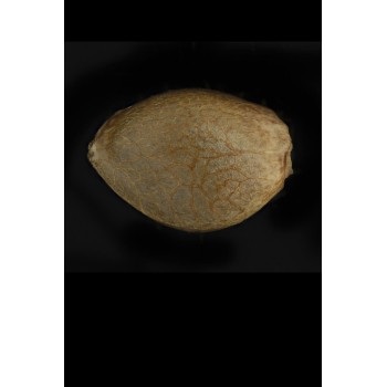 L.A. Gelato - Humboldt Seed Organization femminizzati Humboldt Seed Organization €91,00