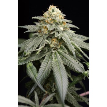 Purple Matcha - Humboldt Seed Organization femminizzati Humboldt Seed Organization €76,00