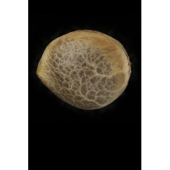 Purple Matcha - Humboldt Seed Organization femminizzati Humboldt Seed Organization €76,00 2
