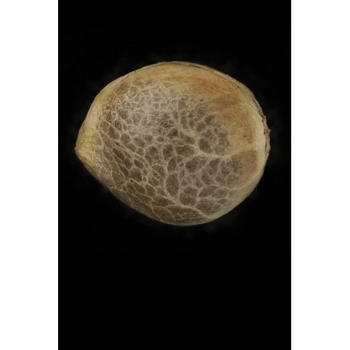 Purple Matcha - Humboldt Seed Organization femminizzati Humboldt Seed Organization €76,00