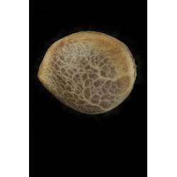 Purple Matcha - Humboldt Seed Organization femminizzati Humboldt Seed Organization €76,00