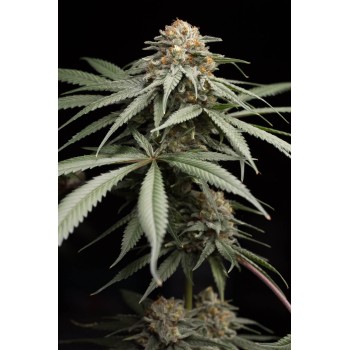 Sunrise Sherbert - Humboldt Seed Organization femminizzati Humboldt Seed Organization €85,00