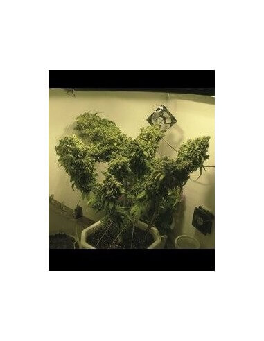 Auto AK 47 - Grass-O-Matic femminizzati Grass-O-Matic €28,50