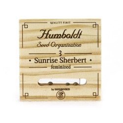 Sunrise Sherbert - Humboldt Seed Organization femminizzati Humboldt Seed Organization €85,00