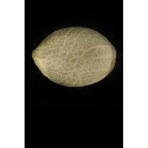 Sunrise Sherbert - Humboldt Seed Organization femminizzati Humboldt Seed Organization €85,00