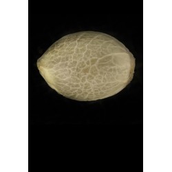 Sunrise Sherbert - Humboldt Seed Organization femminizzati Humboldt Seed Organization €85,00