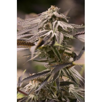 Passion Fruit Punch - Humboldt Seed Organization femminizzati Humboldt Seed Organization €27,00