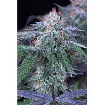 Velvet Octane - Humboldt Seed Organization femminizzati Humboldt Seed Organization €25,99