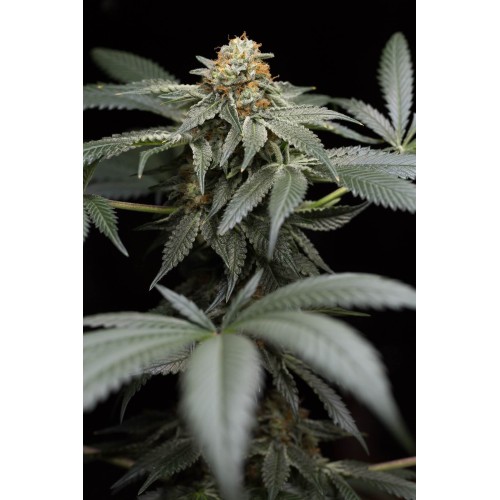 San Bacio Gelato - Humboldt Seed Organization femminizzati Humboldt Seed Organization €97,00