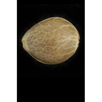 San Bacio Gelato - Humboldt Seed Organization femminizzati Humboldt Seed Organization €97,00 2