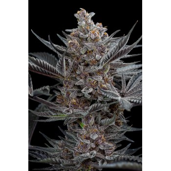 Forbidden Dream - Humboldt Seed Organization femminizzati Humboldt Seed Organization €28,00