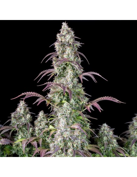 Lemon Pie Auto - FastBuds femminizzati FastBuds €36,00