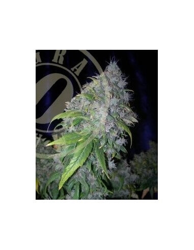 Auto AK 47 - Grass-O-Matic femminizzati Grass-O-Matic €28,50