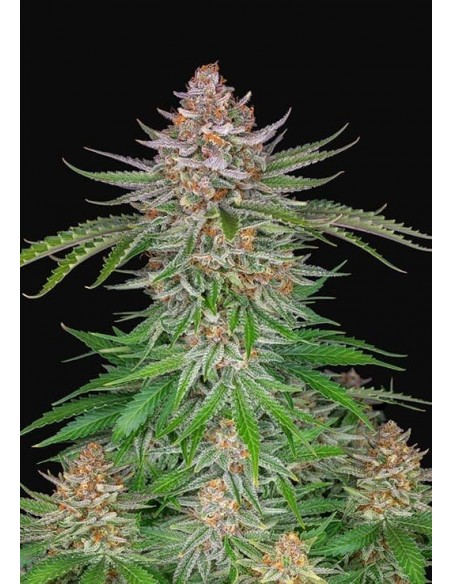 Strawberry Pie Auto - FastBuds femminizzati FastBuds €36,00