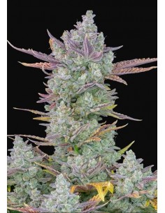 Gorilla Cookies Auto - FastBuds femminizzati FastBuds €36,00