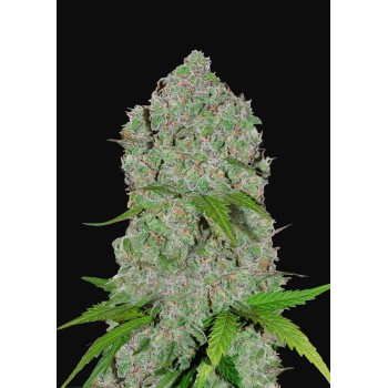 Orange Sherbet Auto - FastBuds femminizzati FastBuds €36,00