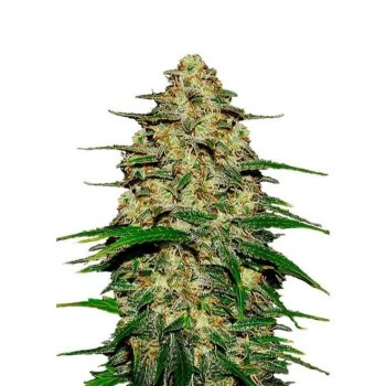 Wedding Cheesecake Auto - FastBuds femminizzati FastBuds €36,00