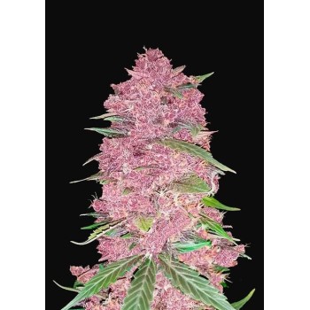 Purple Lemonade Auto - FastBuds femminizzati FastBuds €36,00