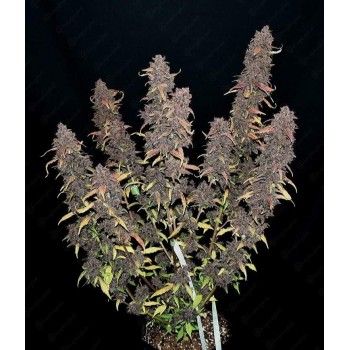 Purple Lemonade Auto - FastBuds femminizzati FastBuds €36,00 2