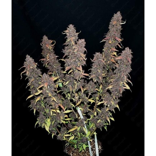 Purple Lemonade Auto - FastBuds femminizzati FastBuds €36,00