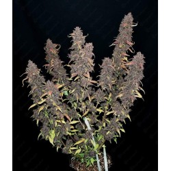 Purple Lemonade Auto - FastBuds femminizzati FastBuds €36,00